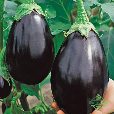 Black eggplant price per kg in International Agricultural Exchange