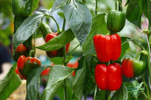 red bell pepper price in global market