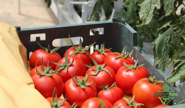 Wholesale tomato price based on types
