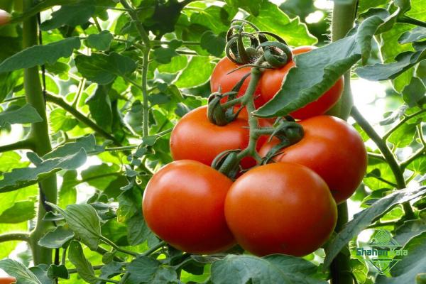 Tomato price per kg for exporting globally