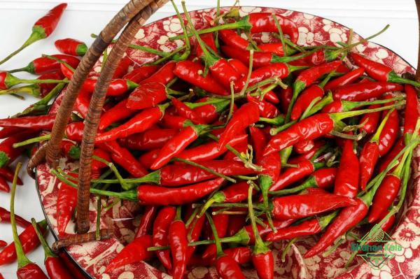 Buy Wholesale Hot Chile Peppers with affordable price