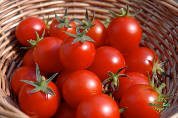 today tomato wholesale price for Export