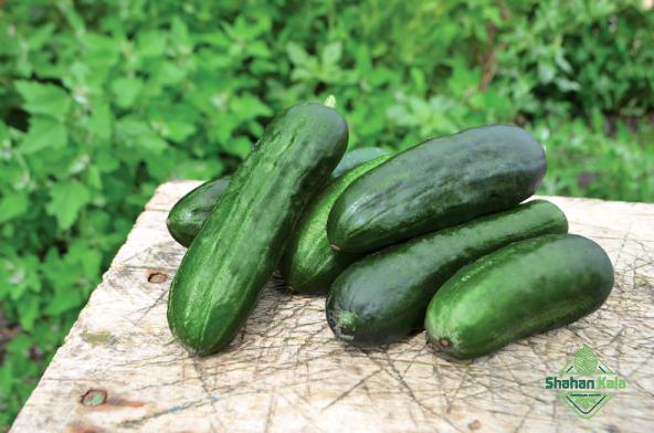 cucumber unbeatable price today