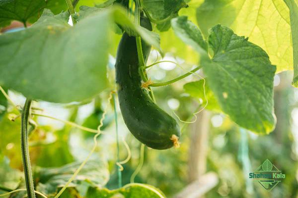 Main producers of organic cucumber today at unbeatable price