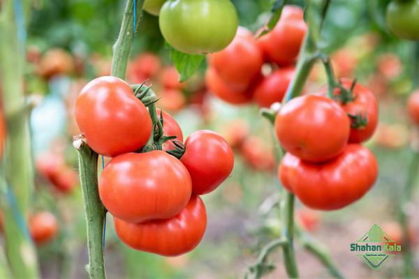 How to find out tomato price per kg for exporting
