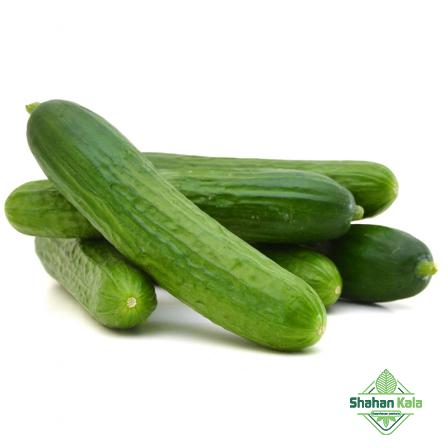 cucumber fruit bulk price per kg