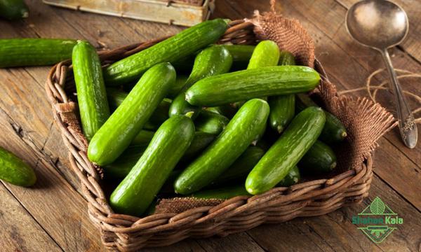 cucumber Manufacturer with bulk price per kg