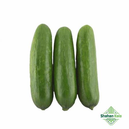 Leading Manufacturer of cucumber with bulk price per kg